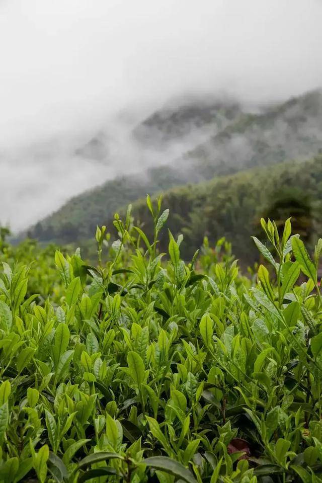 金骏眉茶树图片大全图片