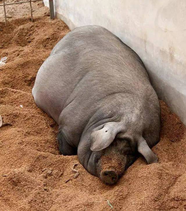 这样的猪,才是儿时的味道