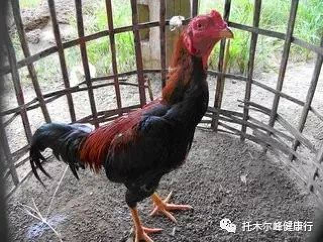 斗鸡品种