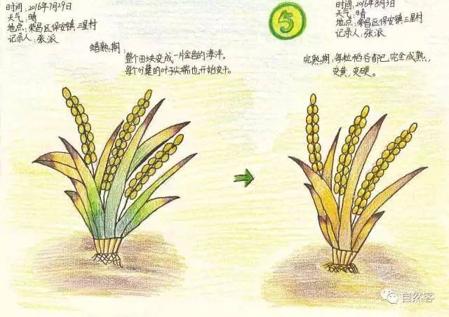 "我和水稻一起成长"2018年招募(云篆山班) | 花父母一年时间,许孩子一