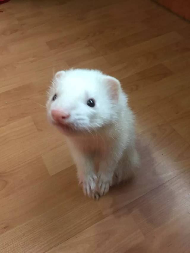 廊坊男子遛弯捡到一只"大老鼠",网友说:这分明是只.