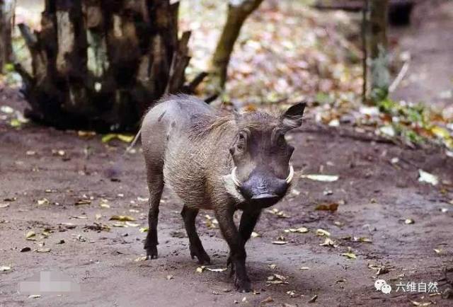都想吃猪肉何曾见猪吃肉？疣猪群吃腐肉吃得津津有味！_搜狐网