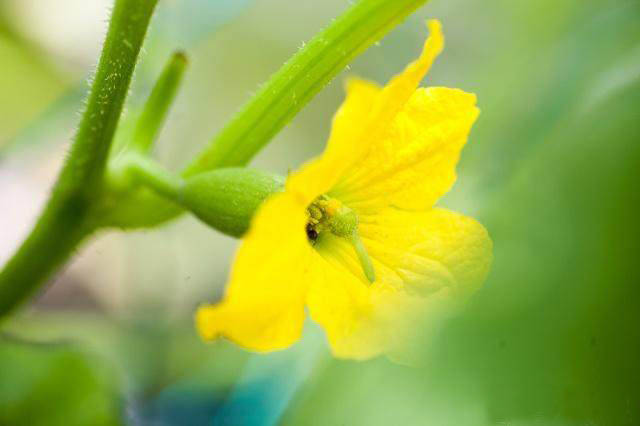 香瓜花公母区别图片图片