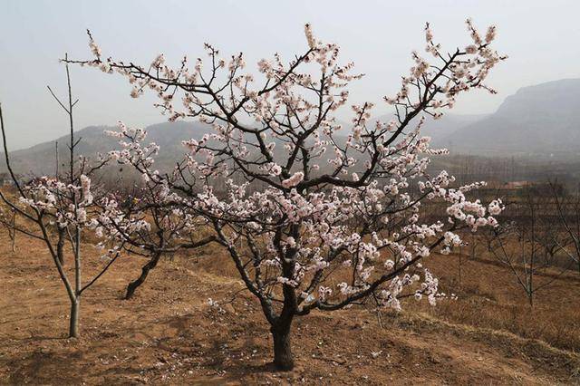 杏树栽培技术|杏树冬季修剪技术