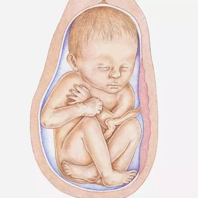 孕32周胎儿真实图图片