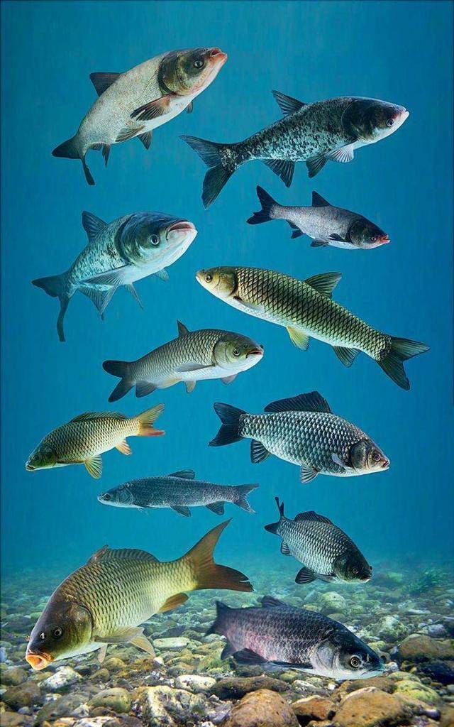 鱼类肝胆综合症应是春季养殖鱼类疾病防治的重点