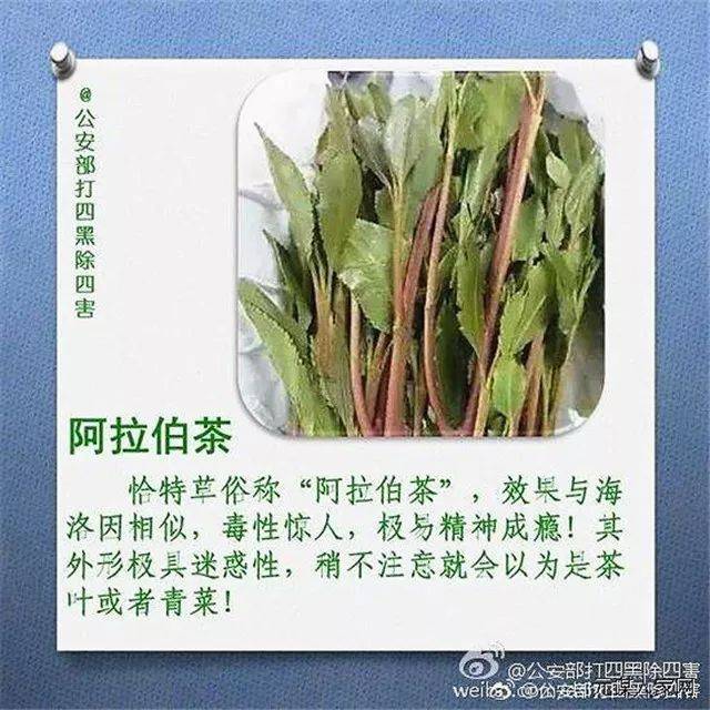 恰特草长着紫红的茎,叶子细密,乍一看和苋菜有点像.