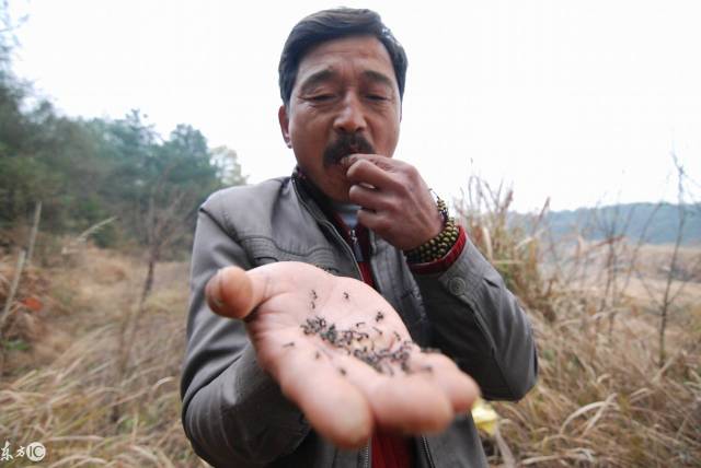 他徒手抓蚂蚁,饿了还能直接生吃,靠蚂蚁养活一