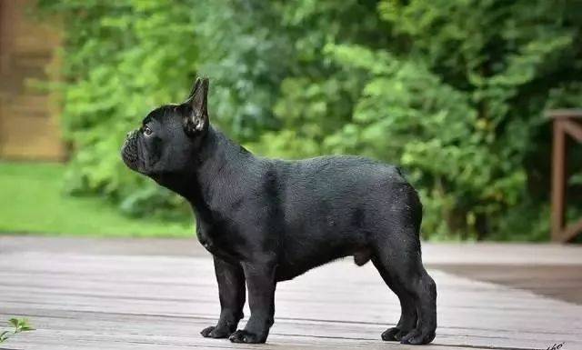 知识|从审查的视角了解法斗!