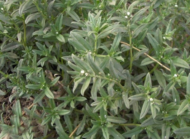 由于毛妮菜富含叶绿素,铁,氨基酸和其它微量元素等,经常吃具有清热祛