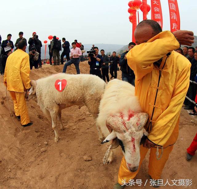 古老的民俗黄河边"斗羊"大赛 斗的残酷斗的血腥斗出了羊王