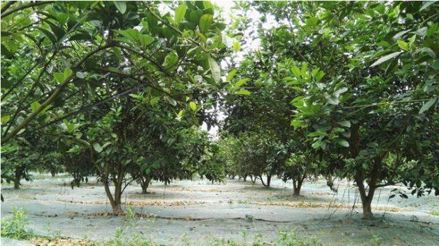 中英版|地理标志产品——化州橘红