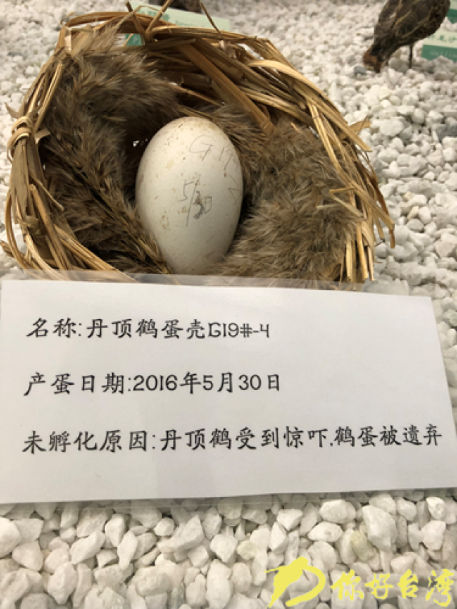 保护区科教馆展览厅未孵化的鹤蛋(你好台湾网 李雪冉图)