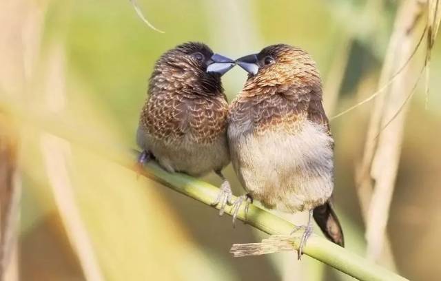 「呆萌鴕鳥」 鴕鳥是世界上最大的鳥 也是唯一的二趾鳥 你以為它們