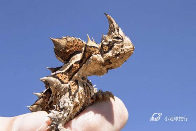 西澳大利亚最震撼国家公园之一,红蓝之美!