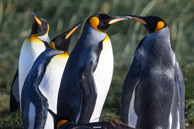 腾讯家的企鹅到底是什么品种