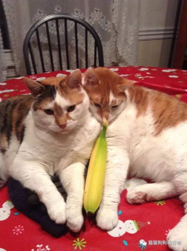 谁说猫咪害怕香蕉了,看这些拿香蕉当玩具的宠