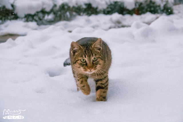 威武还得看中华狸猫,南方雪中奔走玩耍,一点不觉冷,像个小老虎