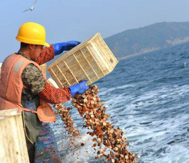 獐子岛公告称,2017年四季度,受底播虾夷扇贝肥满度下降,境外扇贝产品