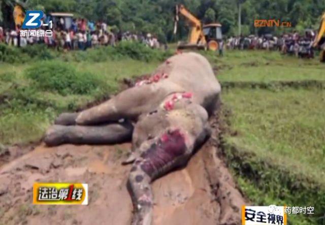 一头大象误入稻田,触电身亡.