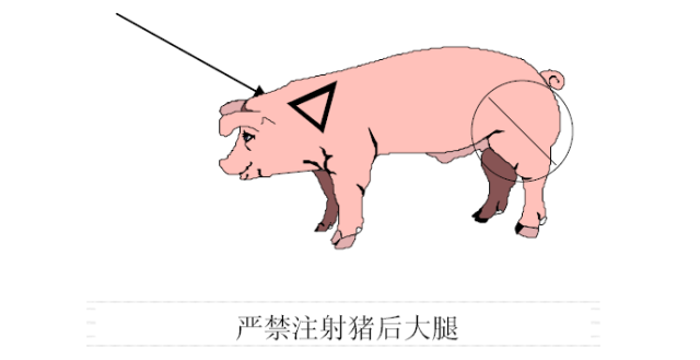 猪肌肉注射的正确部位图片