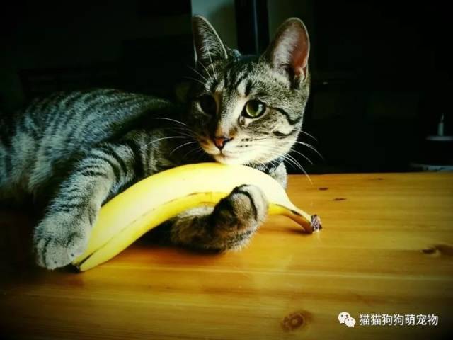 谁说猫咪害怕香蕉了,看这些拿香蕉当玩具的宠