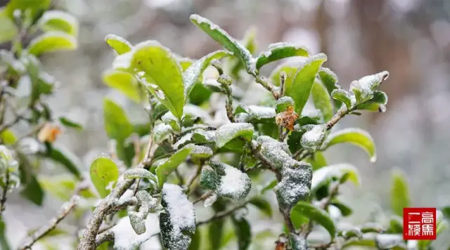 一片片茶叶,仍然透过寒雪冰衣,展现着无比妖娆的英姿.