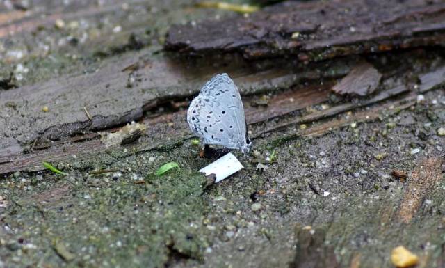 旅行青蛙中的生物多样性详解及思考,史上最完整版(超长慎入)