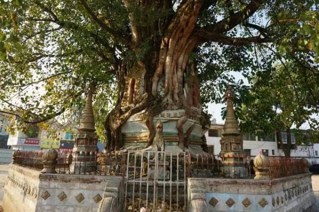 中原文化之人文景观——南阳菩提寺