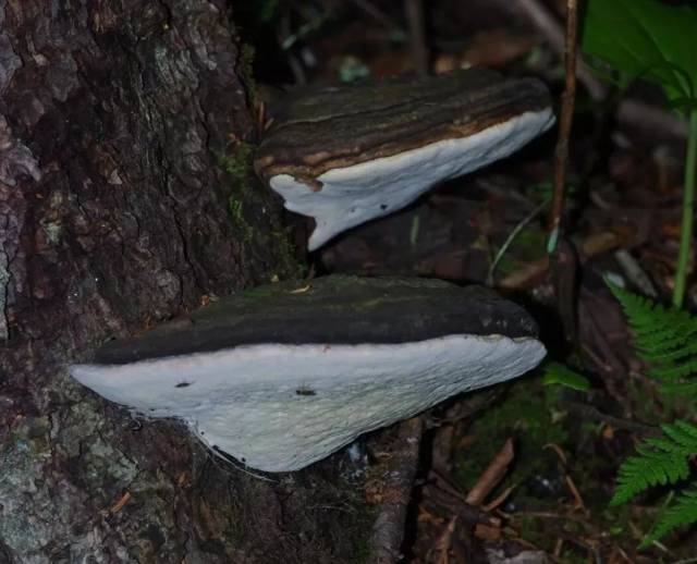 树舌灵芝ganoderma applanafum 大型真菌第二次在游戏出现时候,同时