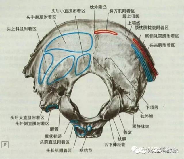 枕大神经卡压综合征