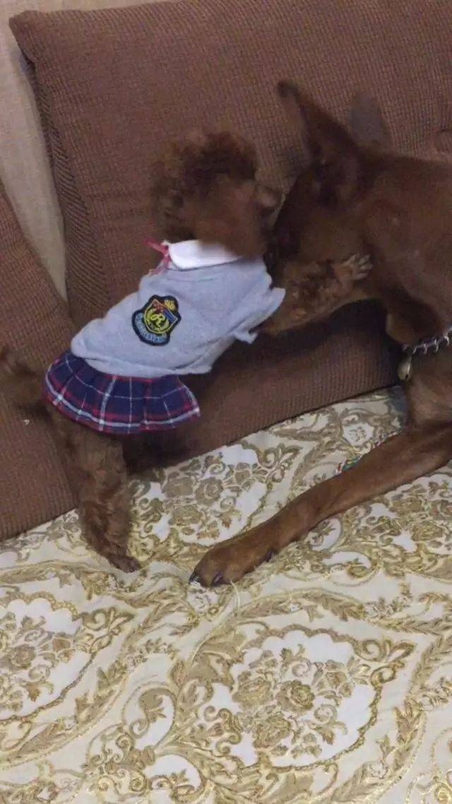 小泰迪就想跟大狗亲热,大狗的表情无奈极了.