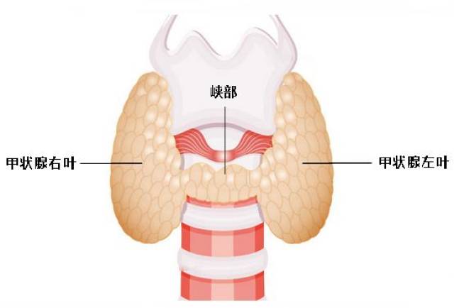 甲状腺和喉咙位置图片图片