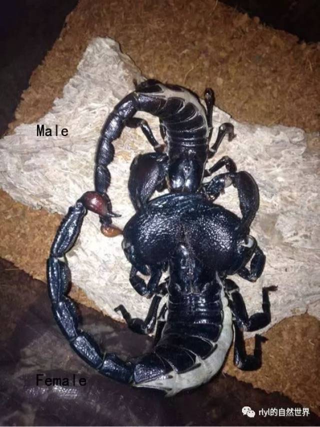 帝王蝎子的图片 恐怖图片