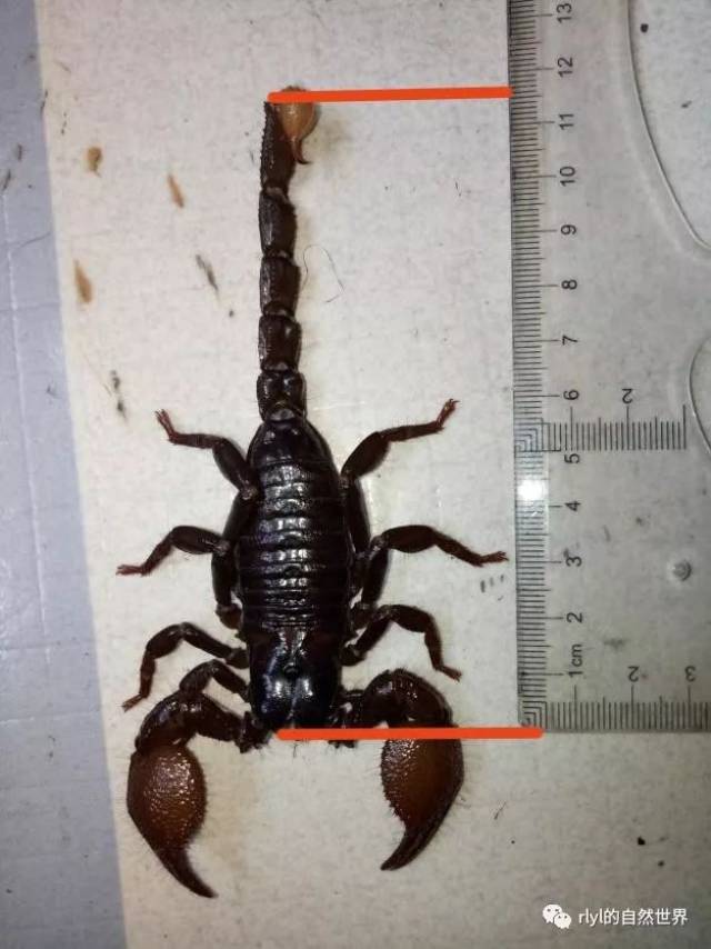 体型最大的蝎子图片