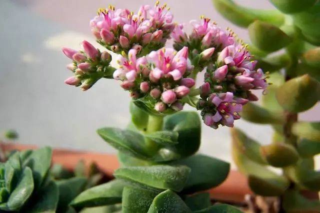 【家有多肉】"神童"开花很壮观,就是气味怪怪的!