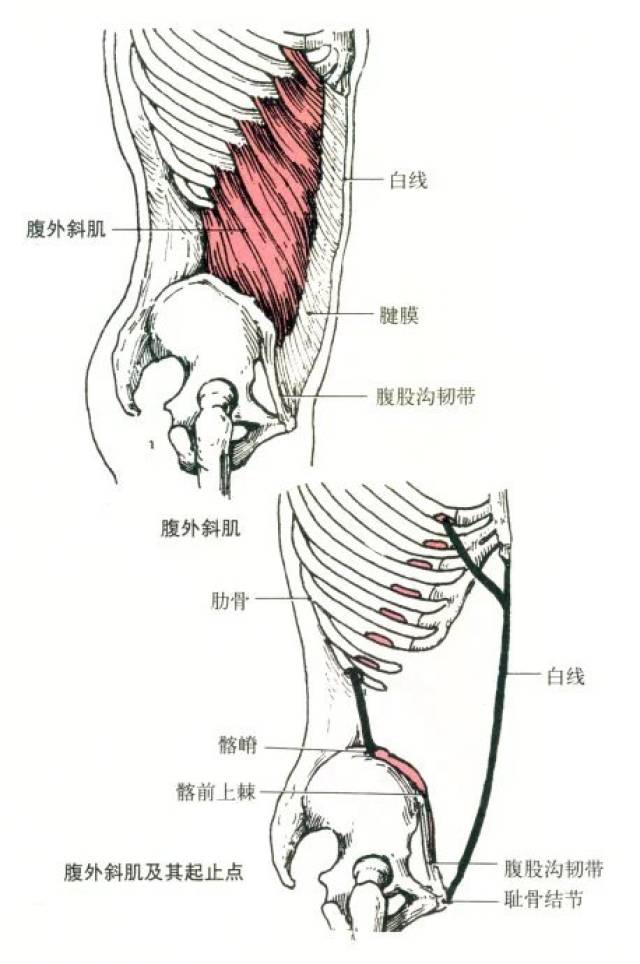 肌肉解剖圖一