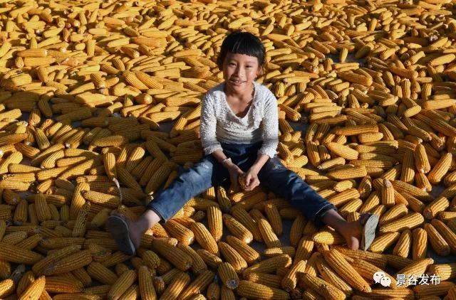 毛村委会芒畔村小组的一名小女孩在自家晾晒的玉米上玩耍(1月30日摄)