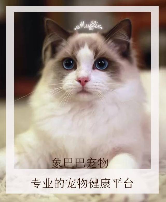 宠物猫狗图片的魅力