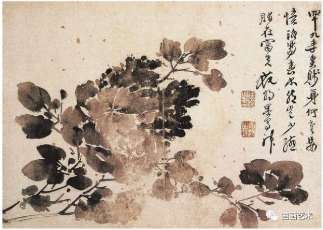 明 徐渭 《墨牡丹图》