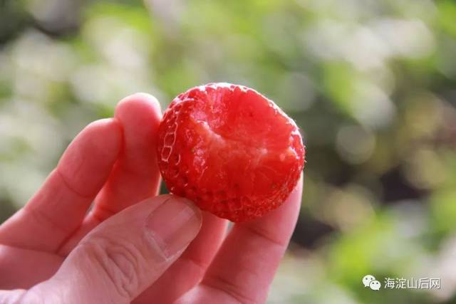 红彤彤的红颜草莓,一口咬下去,汁水超多,香甜的口感让您根本停不了嘴
