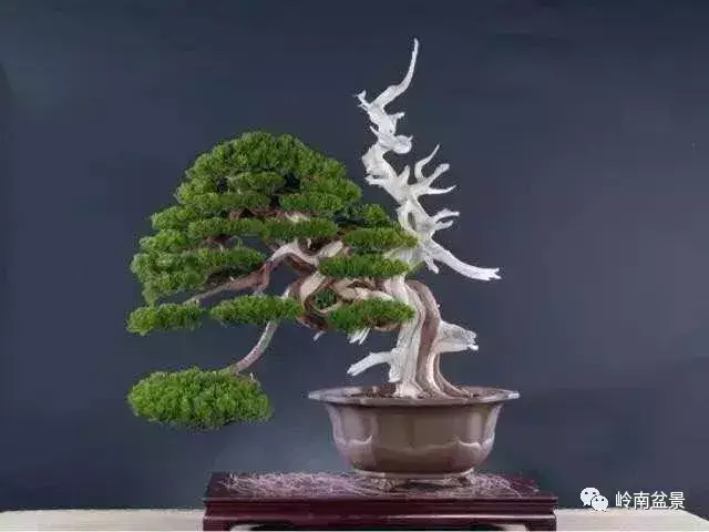 枯干/舍利盆景精品欣赏, 观一树枯荣生死, 参悟人生百态