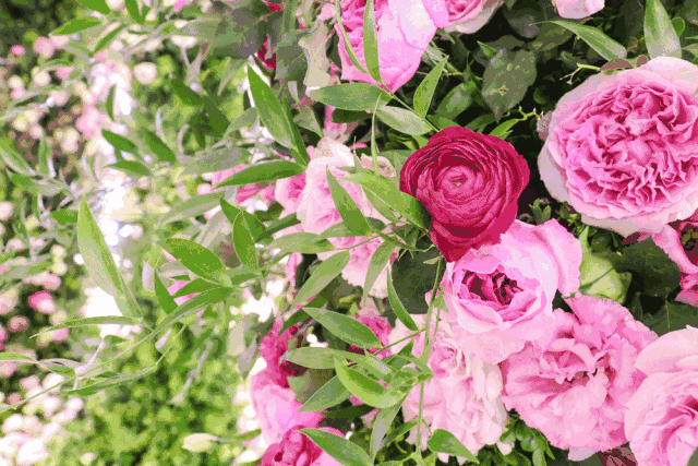 玫瑰花盛开动态图片图片