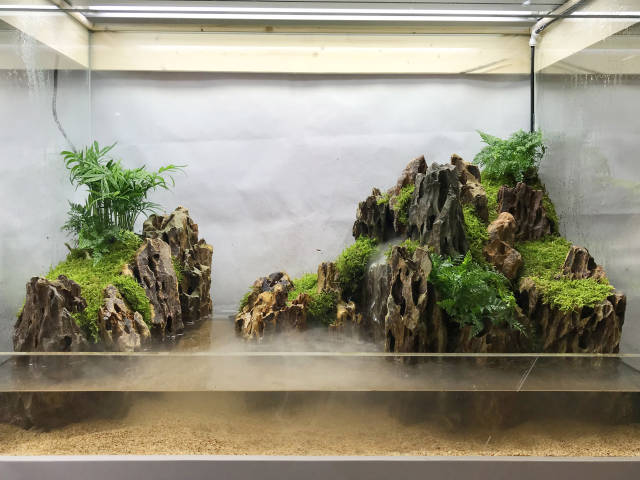 开窗式水陆缸造景 _手机搜狐网