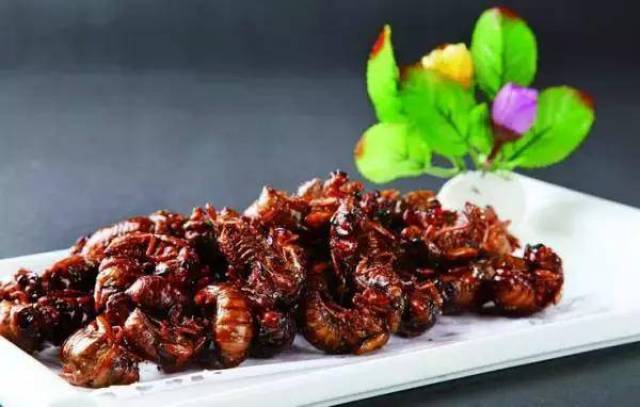 金蝉—结了龟儿