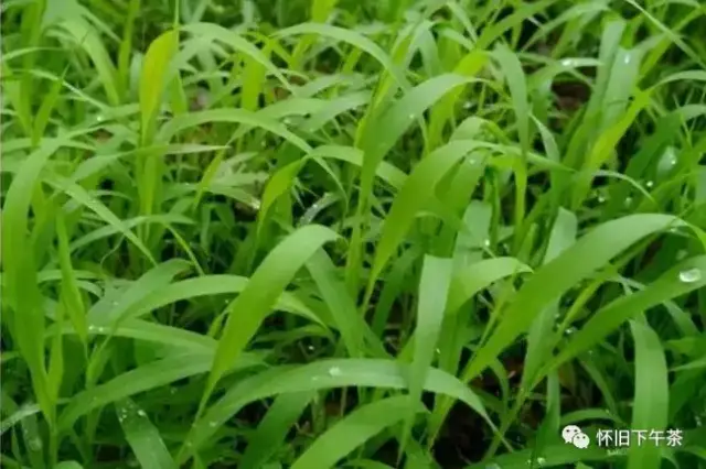 又忆儿时青草香