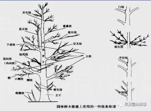 乔木的修剪方法图解图片