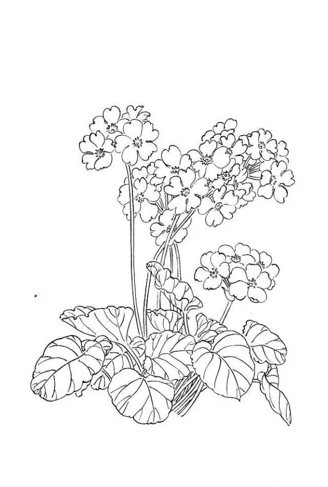 白描写生画库张德泉花卉白描写生