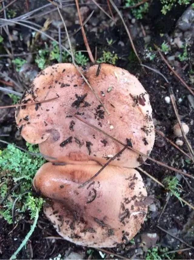 野生松菌 有毒图片