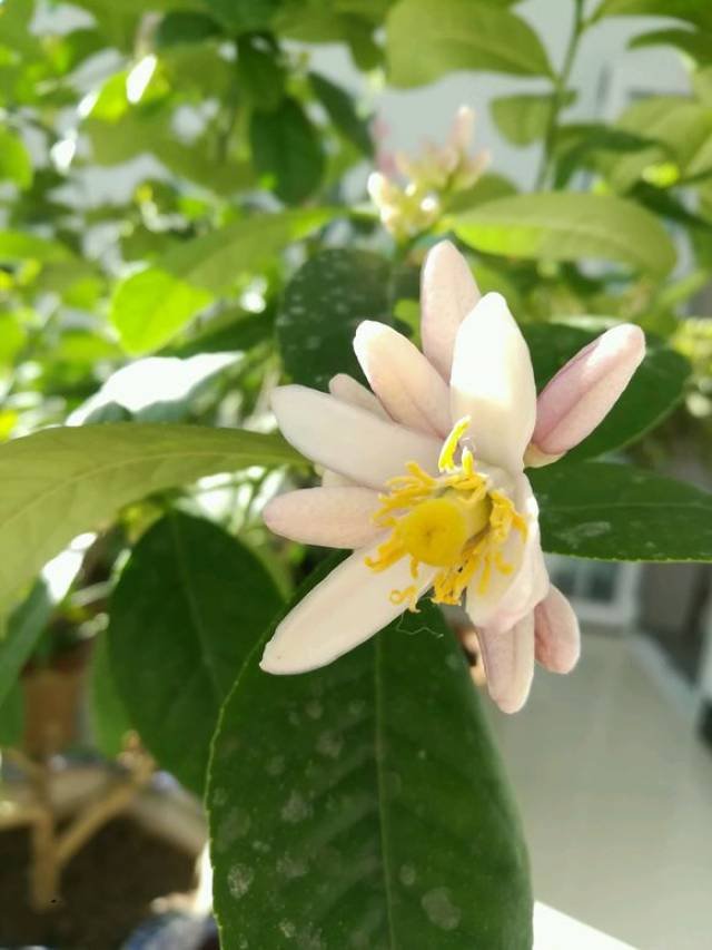 要不是这次试着种香水柠檬,我还真不知道柠檬开花原来长这个样子.